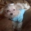 Nikko, a "Little Angel" all ready for Halloween. 