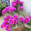 Clinic cactus in full bloom in  spring.  Aren't they beautiful!